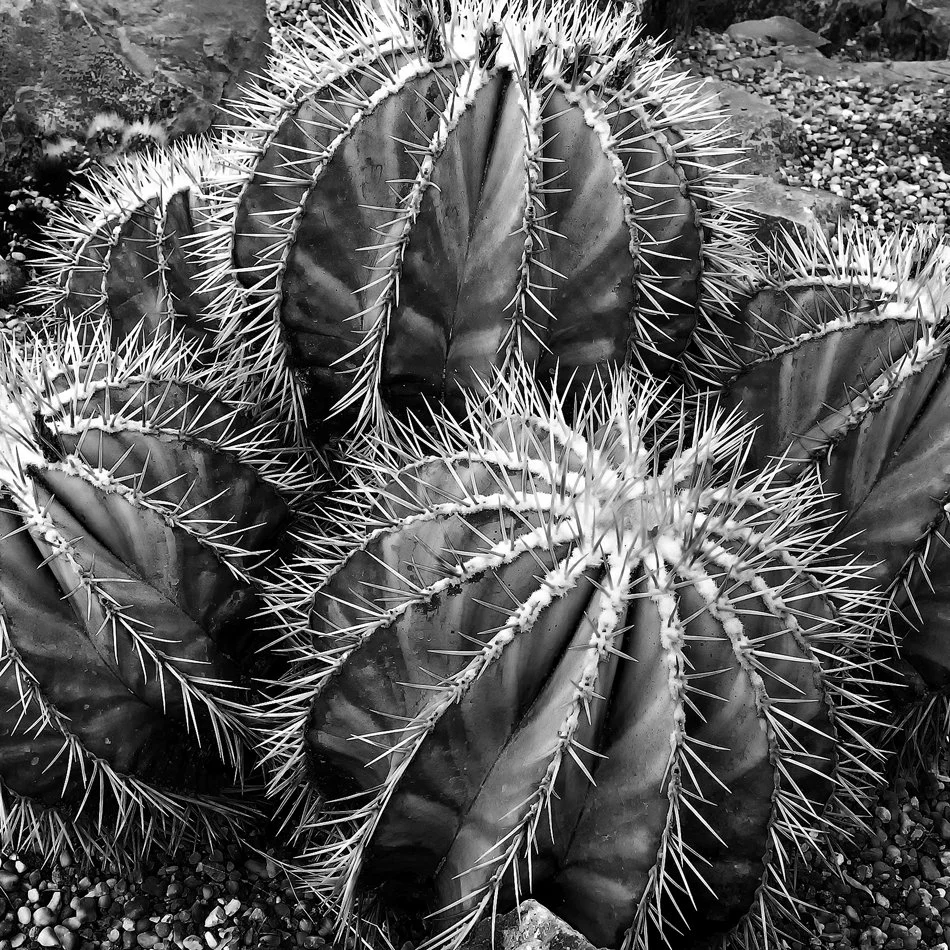 X100T.20160421.Marfa.DSF2175BW.Cactus.1.jpg