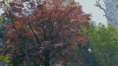 Willabelle for Louis Vuitton