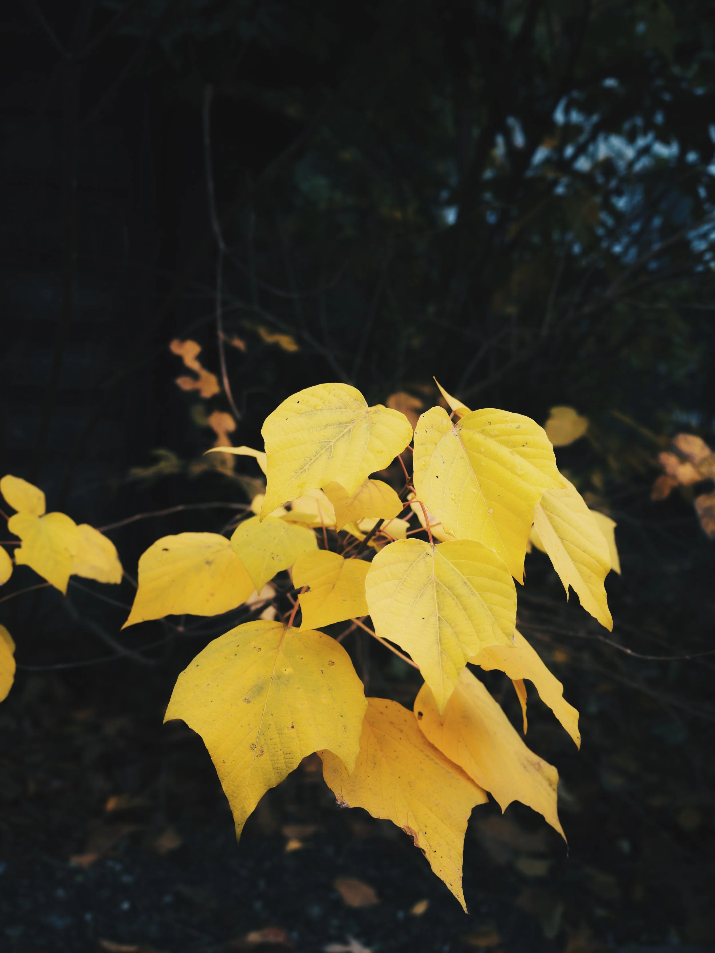 "FEUILLES JAUNE"