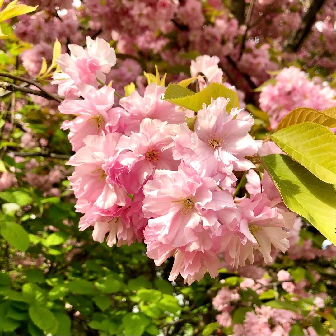 Happy first day of SPRING 🌸✨ Bloom Talent&rsquo;s favorite season of the year!

If you're ready for a fresh start this season, Bloom Talent is here to help. We are working on some exciting EA, Chief of Staff, &amp; Office Operations opportunities ri