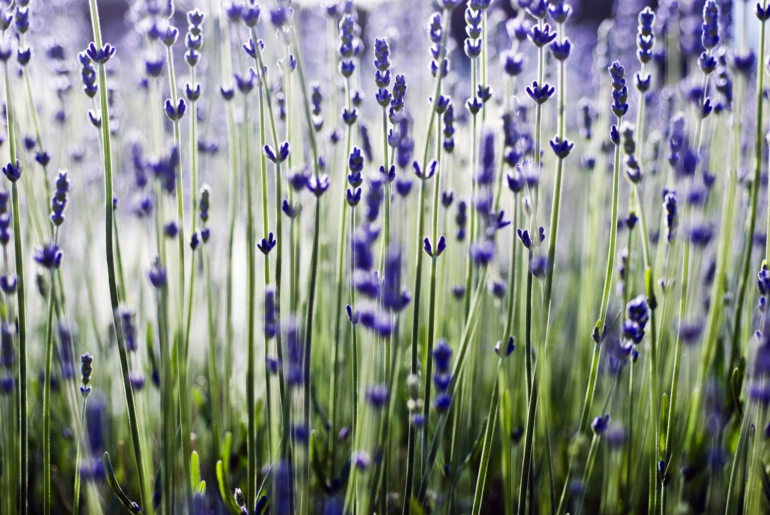 field_of_lavender.jpg