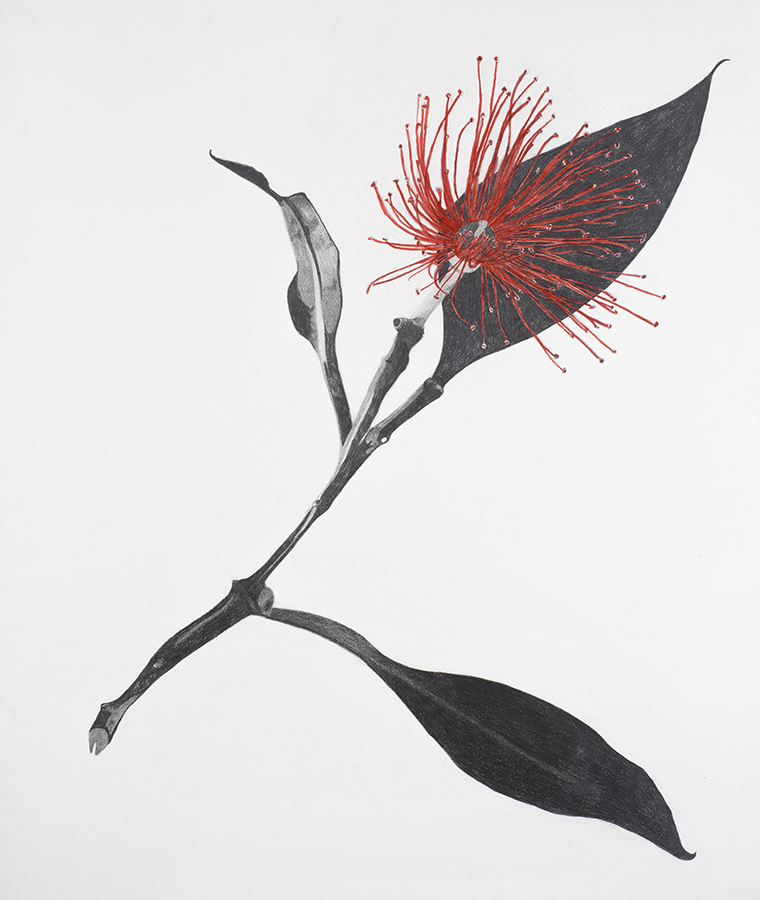 Flowering Eucalyptus, Leucxylon Rosea. 2014.  Pencil and ink, .   90 x 80 cm. Private collection.	