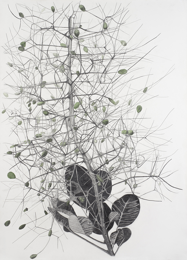 Smoke bush, Cotinus, pencil and ink, 2015, 107.5 x 78.5 cm. Private collection