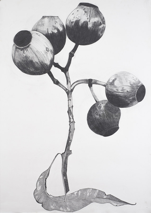 Gum nuts, Eucalyptus Leucxylon Rosea,  pencil, 2014,  110 x 80 cm. Private collection. 