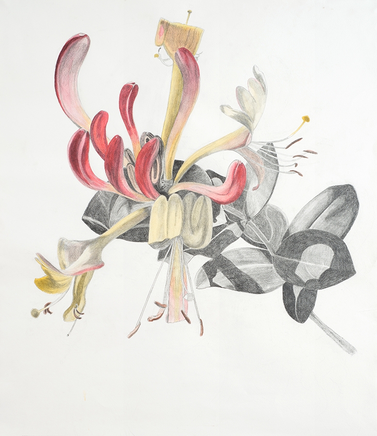 Honeysuckle, Lonicera, pencil and ink, 2015, 95 x 80 cm. 