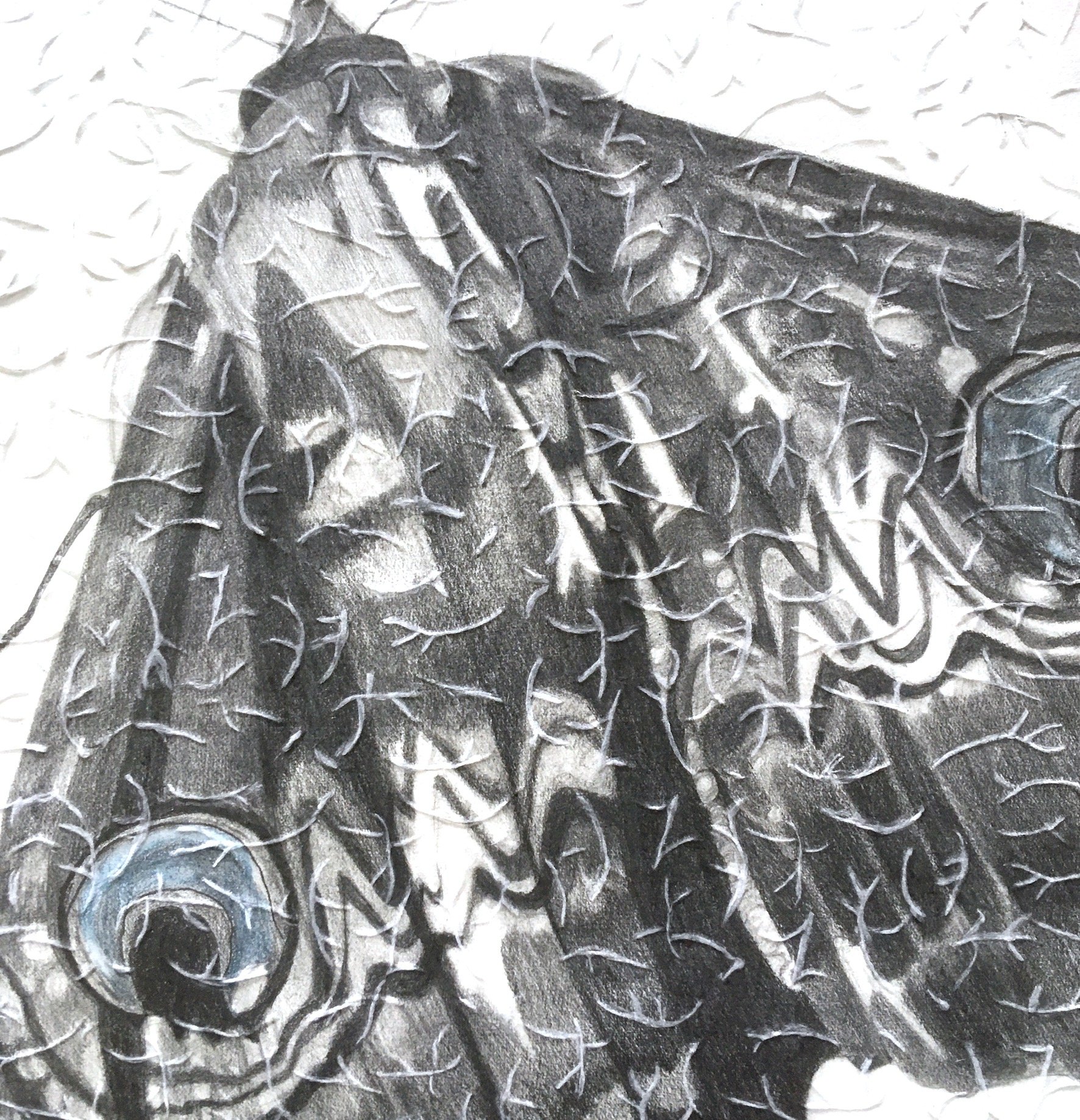 Lockdown moth detail