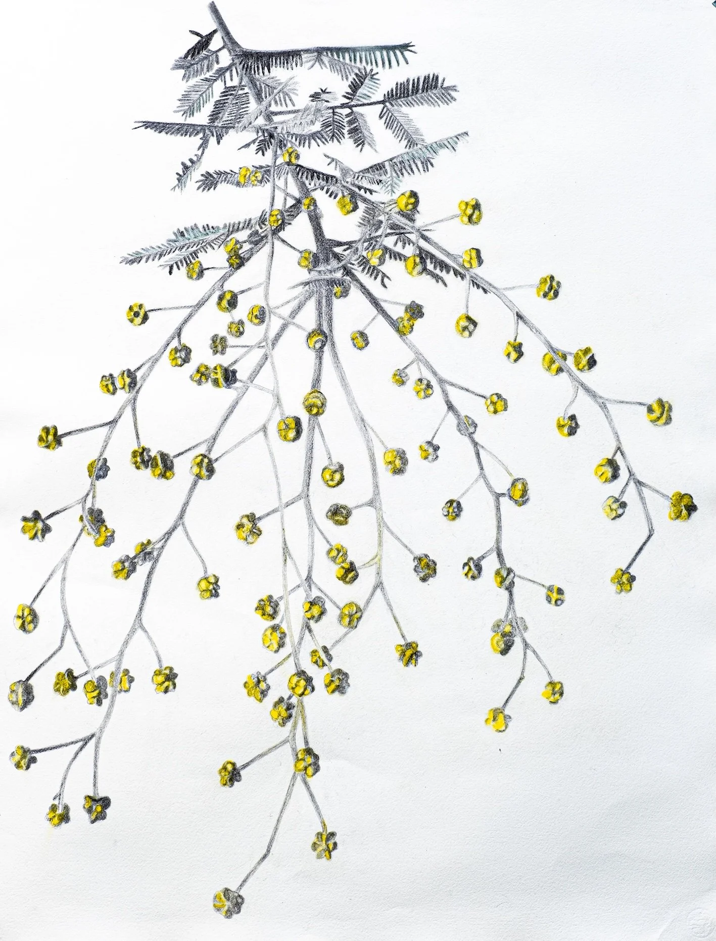 Silver wattle, Acacia dealbata