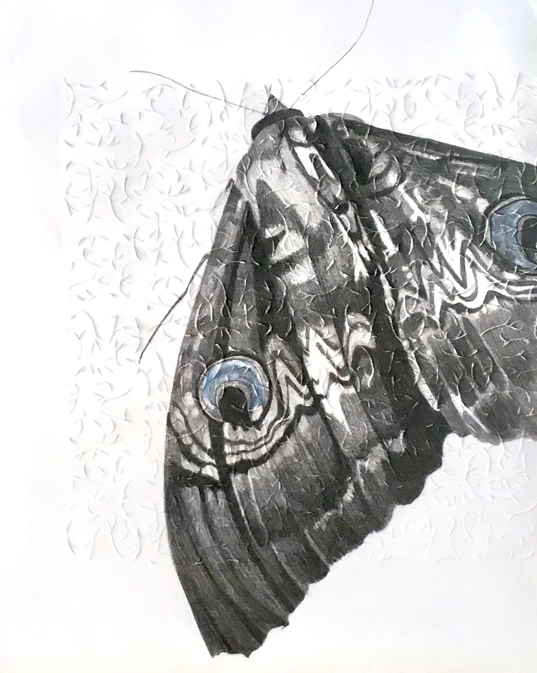  graphite and ink on embossed paper, 2020  101 x 78.3  NFS  Available as limited edition Giclee prints on cotton rag paper  $90.00 
