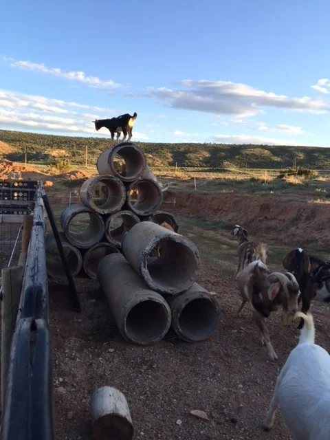 goats on the watch tower, checking out the dogs........