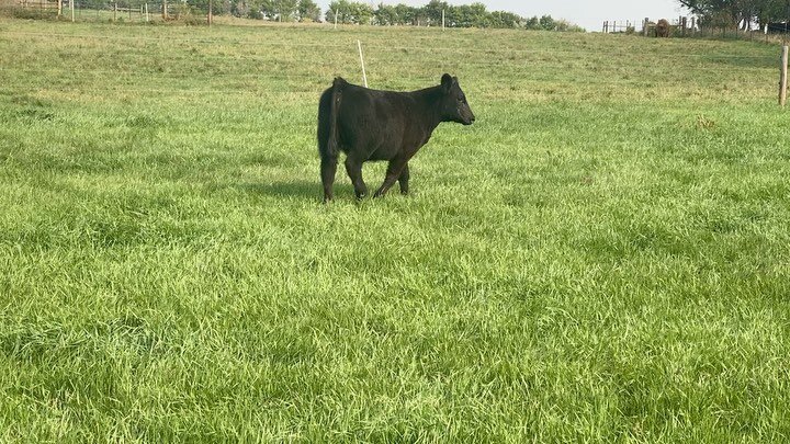 Another great set of steers and heifers selling this Monday, September 20th on Doris Show Cattle&rsquo;s private treaty phone bid off sale! 

Be sure to check out Lots 13 and 60! 

Lot 60 Heifer - Style x Elanoar(Predator x Katie 5S) 

Lot 13 Steer -