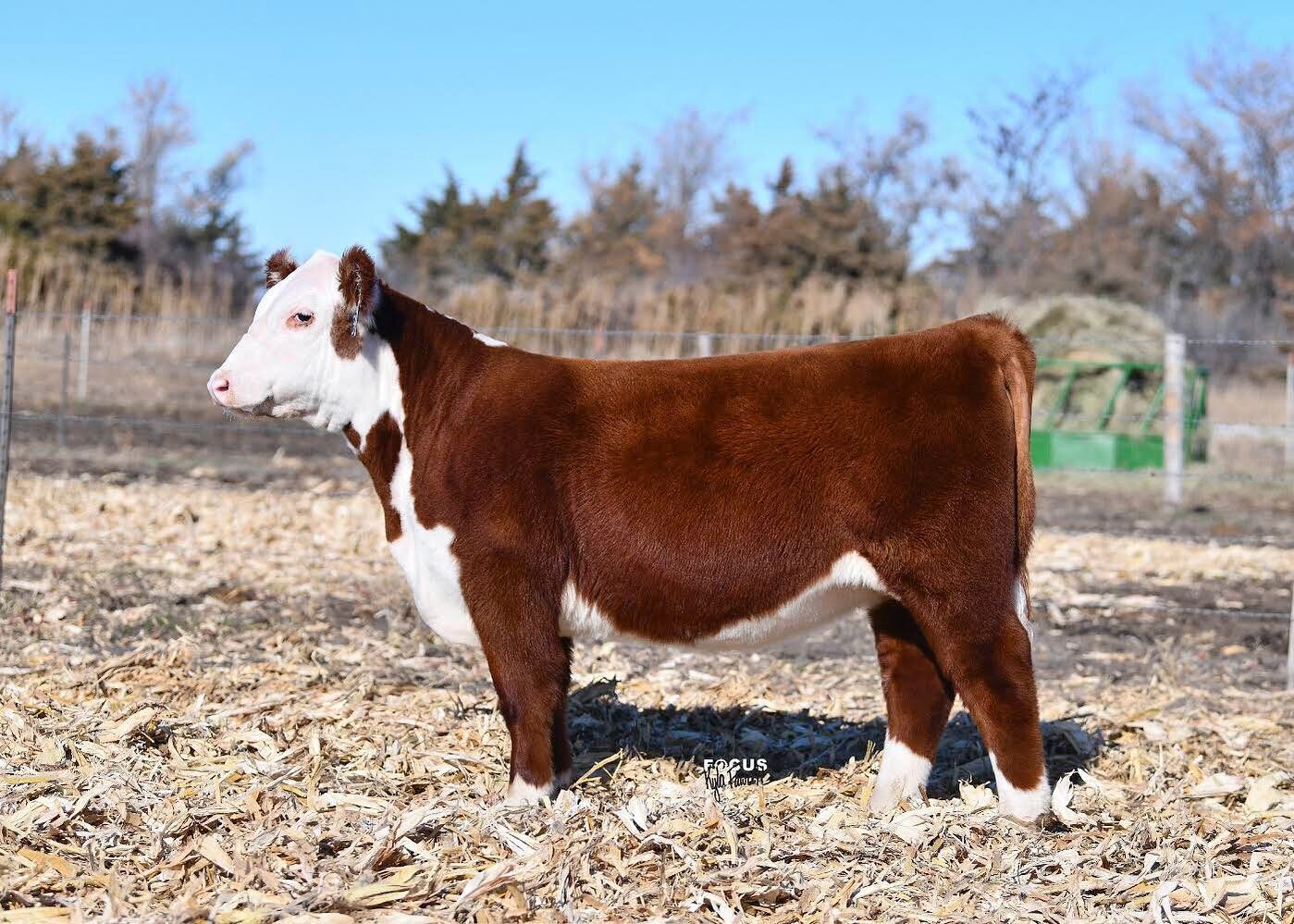 We are excited about the future of this heifer. THANK YOU to the Hasper family from Herreid, SD for purchasing our consignment Lot 23 at the 2020 SDHA Excellence Sale this past weekend held in Brookings, SD!