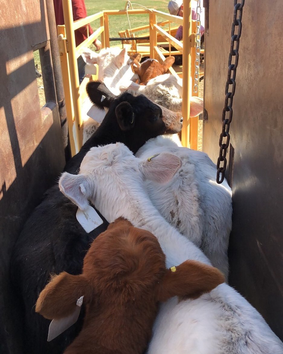 Perfect day to work calves ☀️