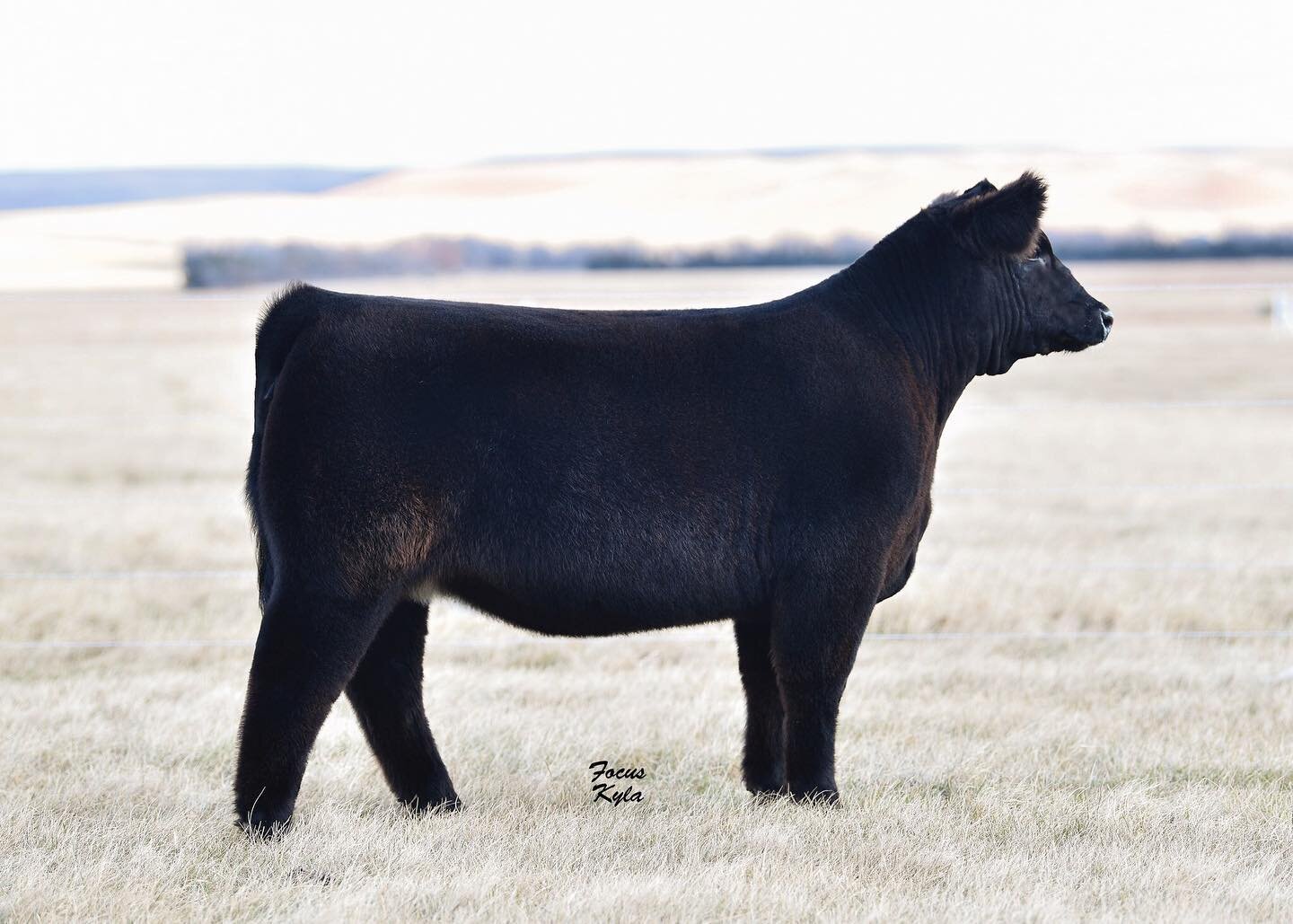 This Monopoly x Merlin heifer sells this Monday on the Ree Heights Fall Gathering. 
She&rsquo;s got the dimension, muscle &amp; build to make a competitive market heifer. Plus she&rsquo;s big footed &amp; has a ton of hair. Just look at the cow power