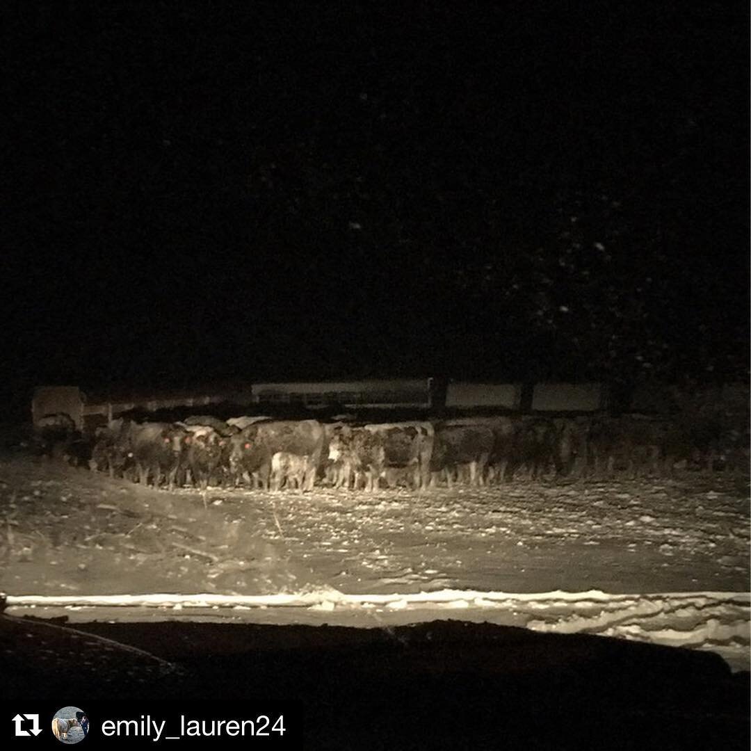#Repost @emily_lauren24 (@get_repost)
・・・
&quot;When you go through deep waters I will be with you&quot; 
Isaiah 43:2 ✝️ Extremely thankful all of the cattle made it through the storm. Praying for all of the farmers and ranchers affected by this stor