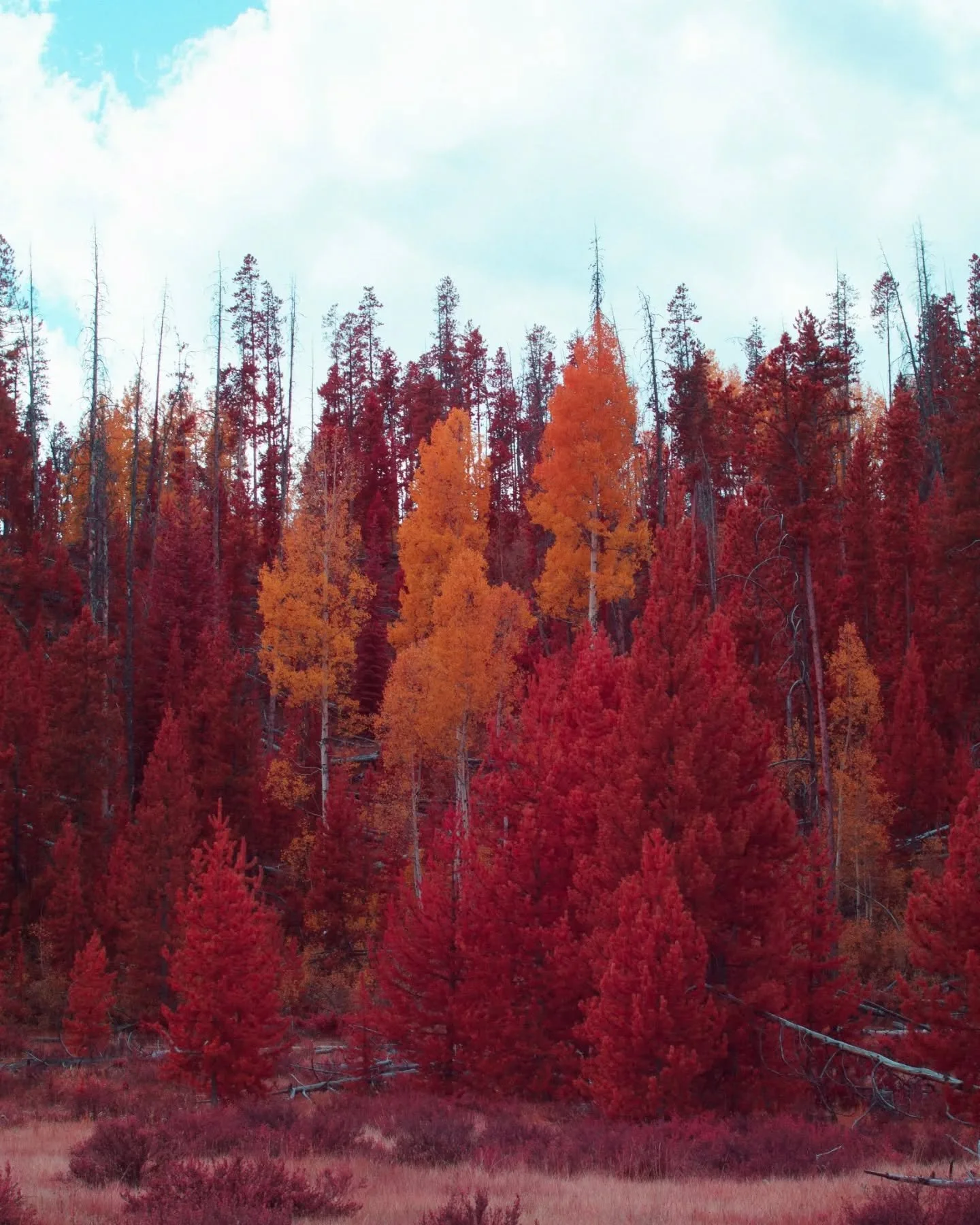 infrared in the mountains while the aspens are turning is the recipe for the big mac special sauce.

#photography #colorado #assssssspen #infrared #kolarivision