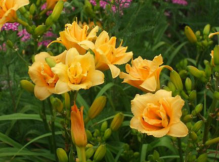 Multitude of bud clusters with medium blossoms