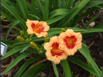 3 pink lilies with darker red center and yellow-green eyes