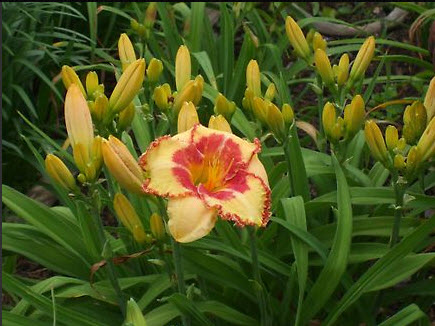 Yellow with dark red center and yellow eye. more than sixty buds shown