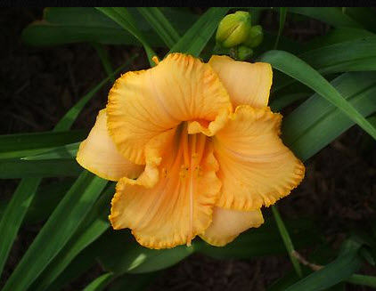 Darker orange center with ruffled edges