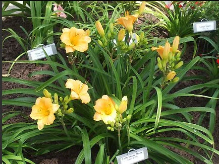 6 medium blossoms with many buds