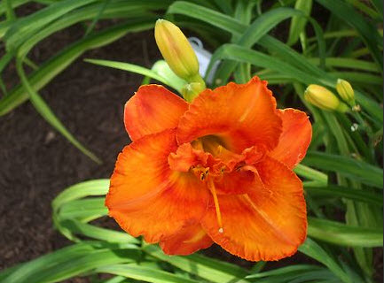 Darker orange center band with small green eye