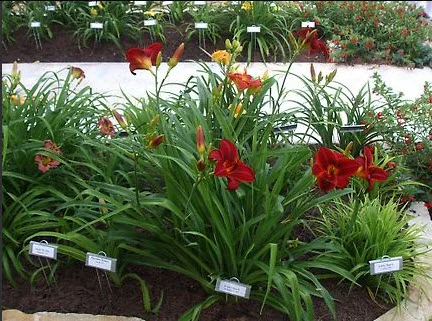 Garden view of mostly red lilies with a few purple ones
