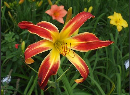 Bright red with yellow midlines, yellow center and green eye