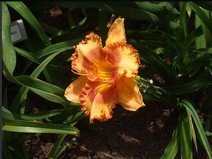 Ruffled edge and center of rusty red with bright orange stamens