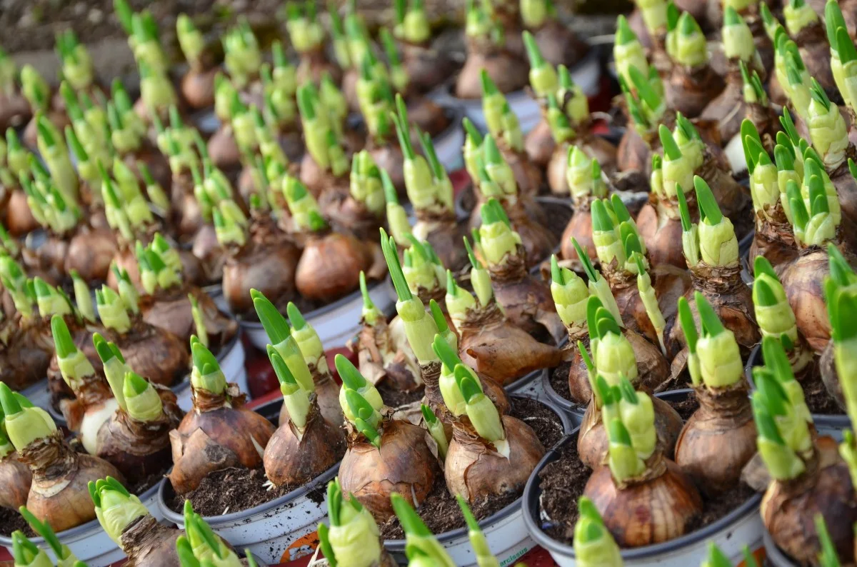 bulbs.jpg