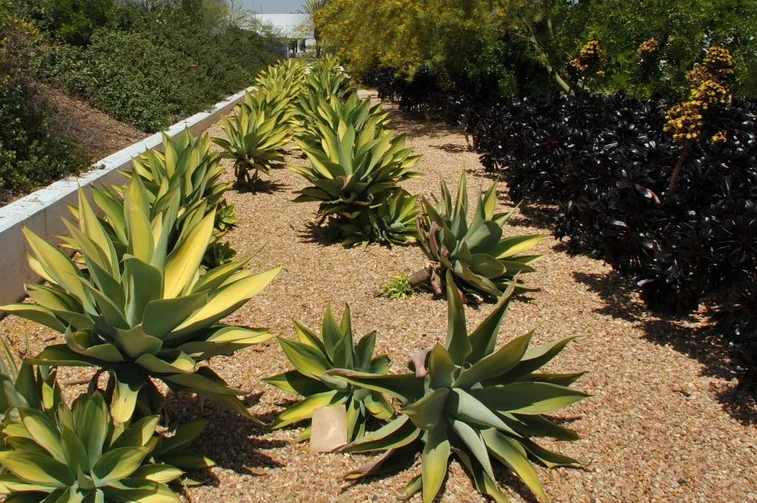 xeriscape.jpg