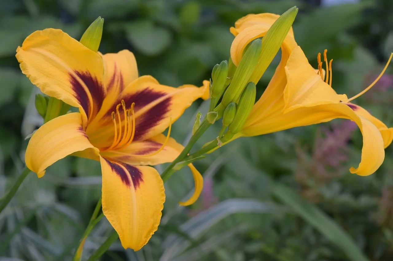 May: Afternoon in the Garden at Mike Peppers