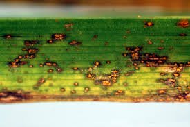 August: Rust Study &amp; Daylily Vigor Update