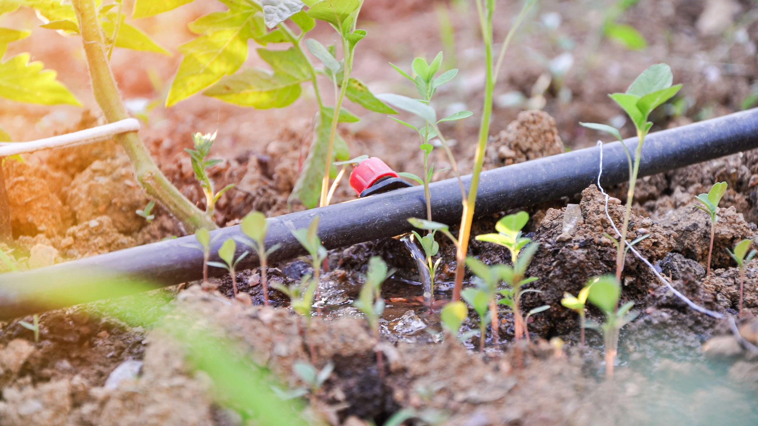 September: How to Install a Drip Irrigation System