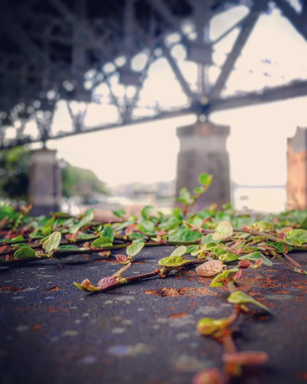 Finding_green_under_the_Sydney_Harbour_Bridge_that_time..._.___vines__tourist__LUMIX__vision.jpg