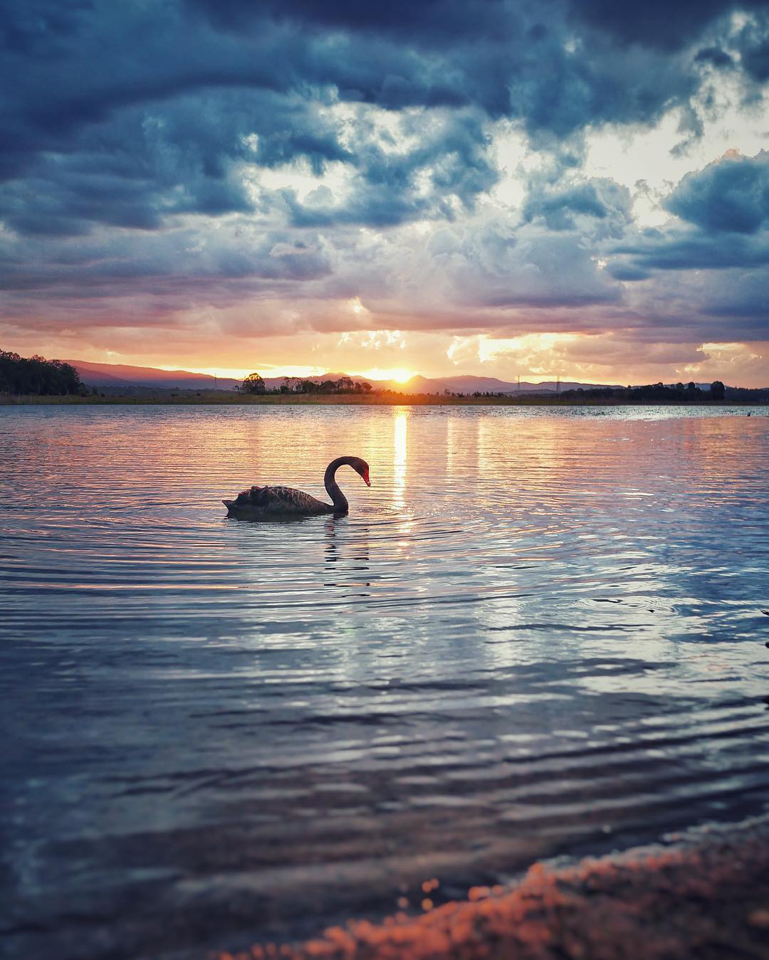 From_where_the_swans_are_black..._.__shareyoursunset__lumix__snapseed__vision.jpg