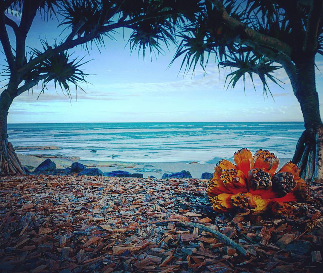 We_live_in_paradise..._._.__SunshineCoast__ocean__tropics__lumix__vision.jpg