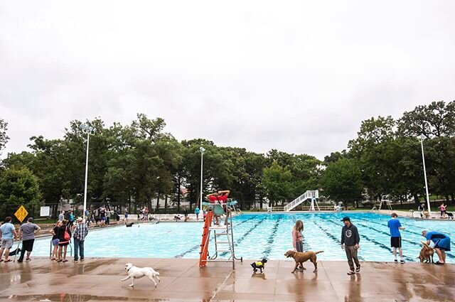 Dog paddle to close out the pool season, September 2019. #onassignment @presscitizen #dogs #pool #doggosdoingthings #iowa #photojournalism