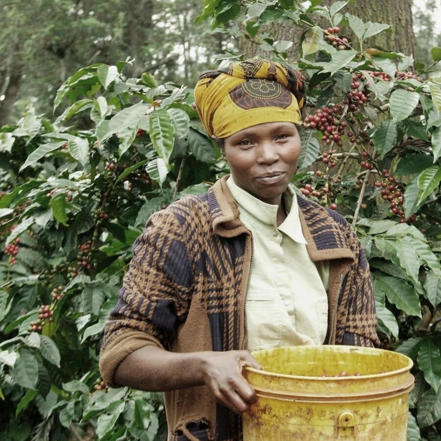 NEW IN STOCK: TANZANIA KARATU

Our first foray into the Gesha world, this coffee offers the sweet, delicate, floral notes characteristic to the prestigious bean. Gesha trees grow best at high altitudes (1,400+ MASL), yield less fruit and need to be p