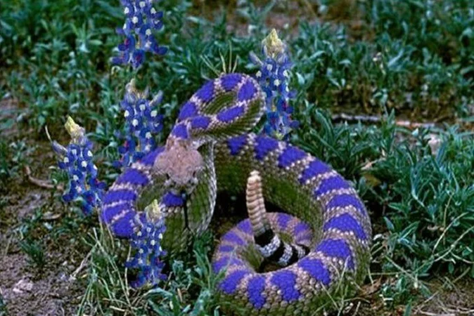Texas Bluebonnet Rattlesnake