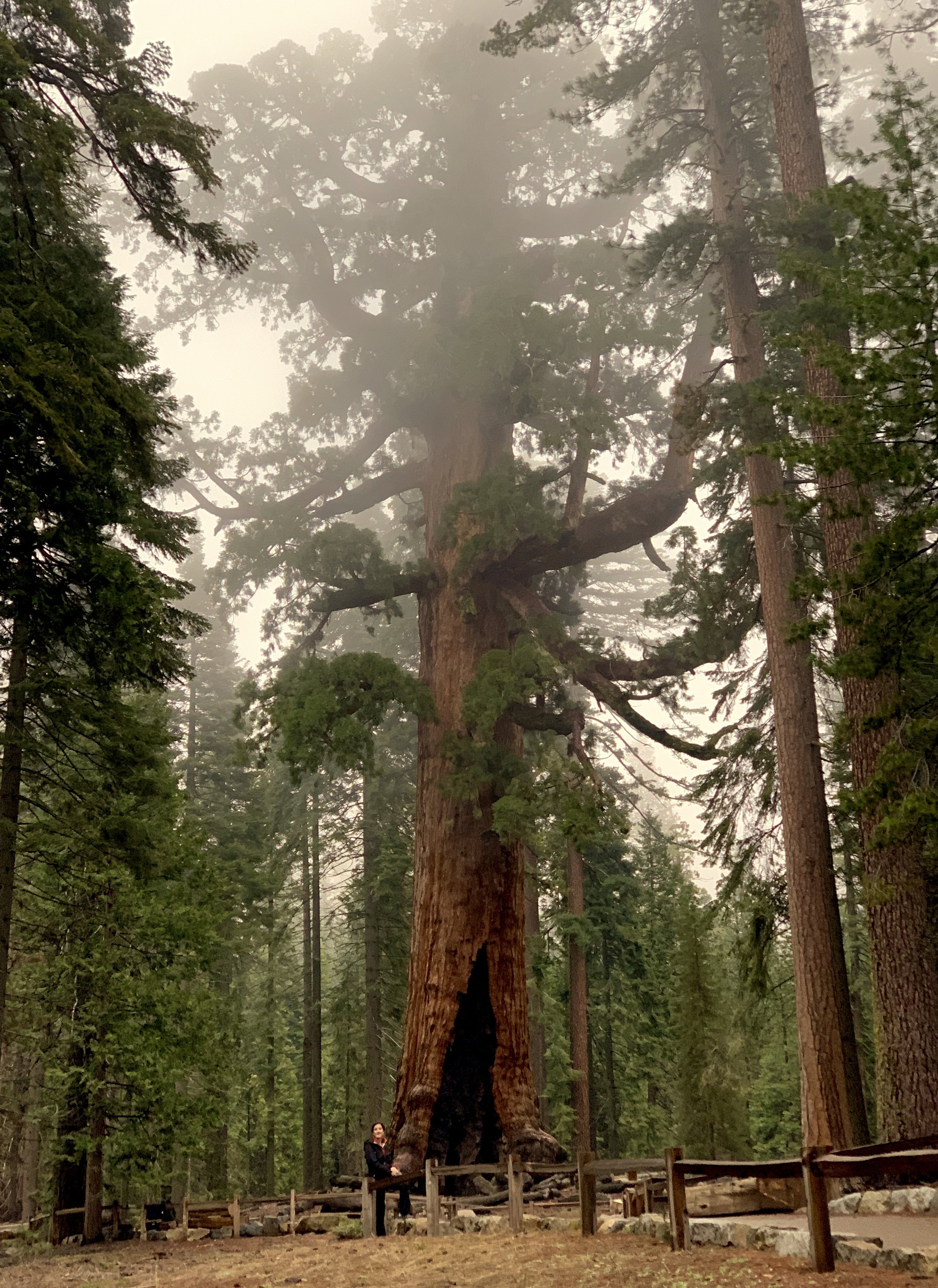 "Grizzly Giant" Giant Sequoia in Yosemite’s Mariposa Grove.