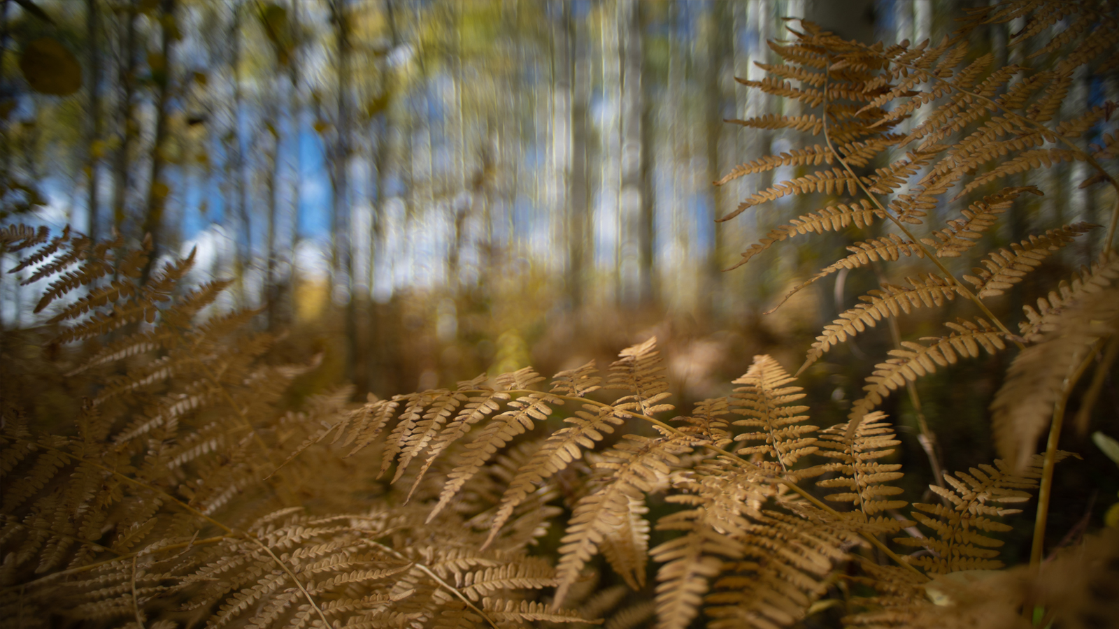 healingphotography_section_awarenesspractice.jpg