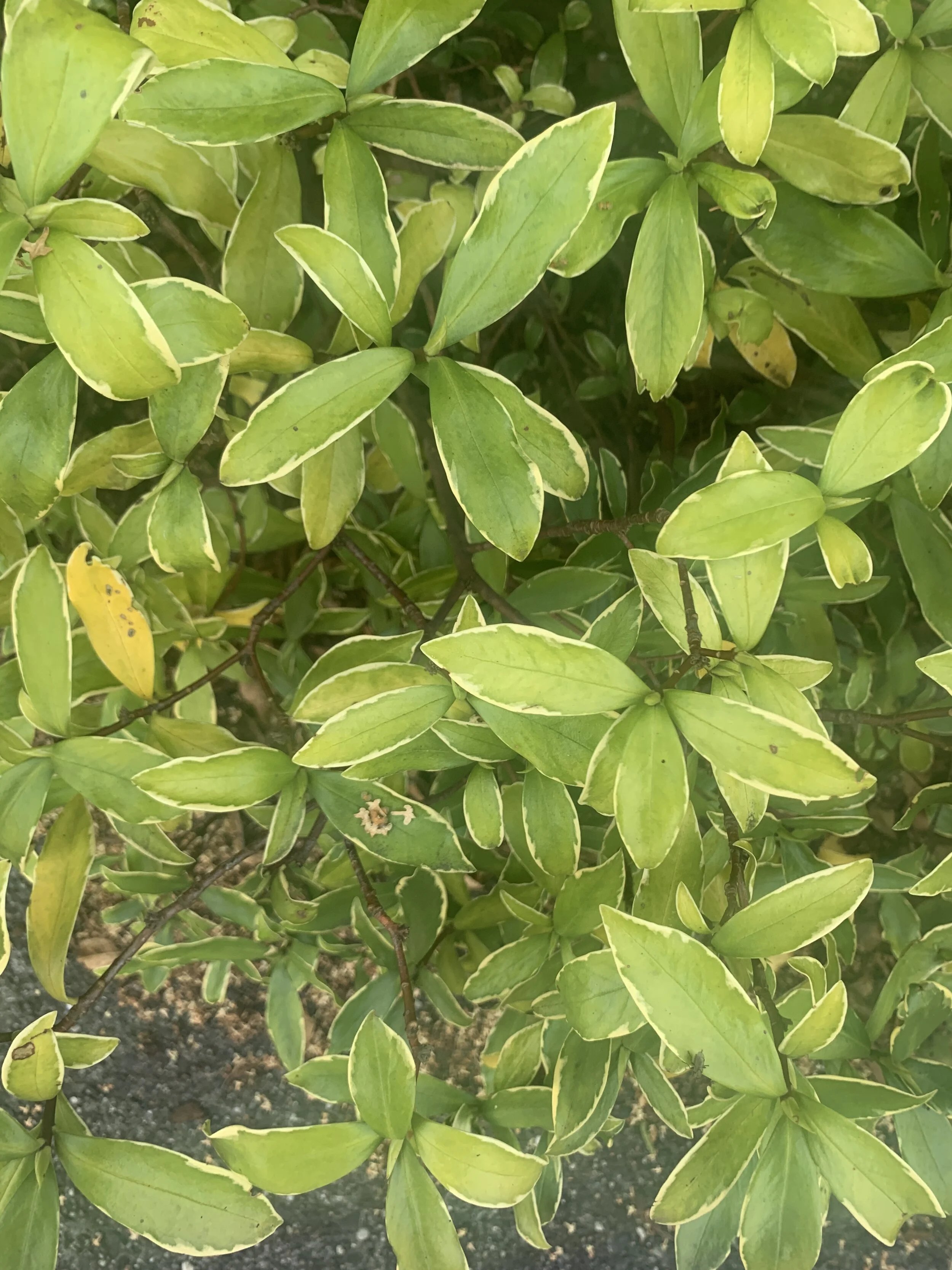 Background Photo if needed.JPG