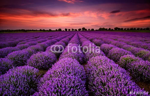 fotolia_64900250.jpg