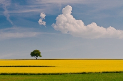 landscape .jpg