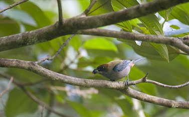 Lesser Antillean Tanager (photo compliments Ministry of Tourism of St.Vincent and the Grenadines )