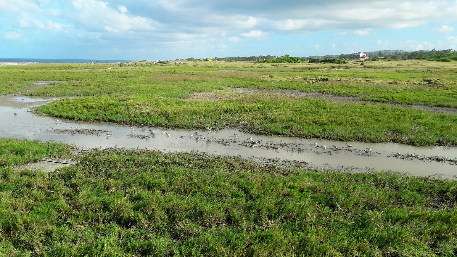 Barbados is one of the easiest islands on which to get incredibly close views of migrant shorebirds. This one small wetland provided us with Pectoral, Least, White-rumped, and Semipalmated Sandpipers, along with both Lesser and Greater Yellowlegs ...and this was taken with a cellphone!