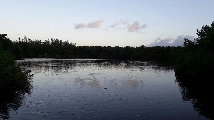 The view of the wetland just before sunrise from the Leaf Deck at Graeme Hall Nature Reserve