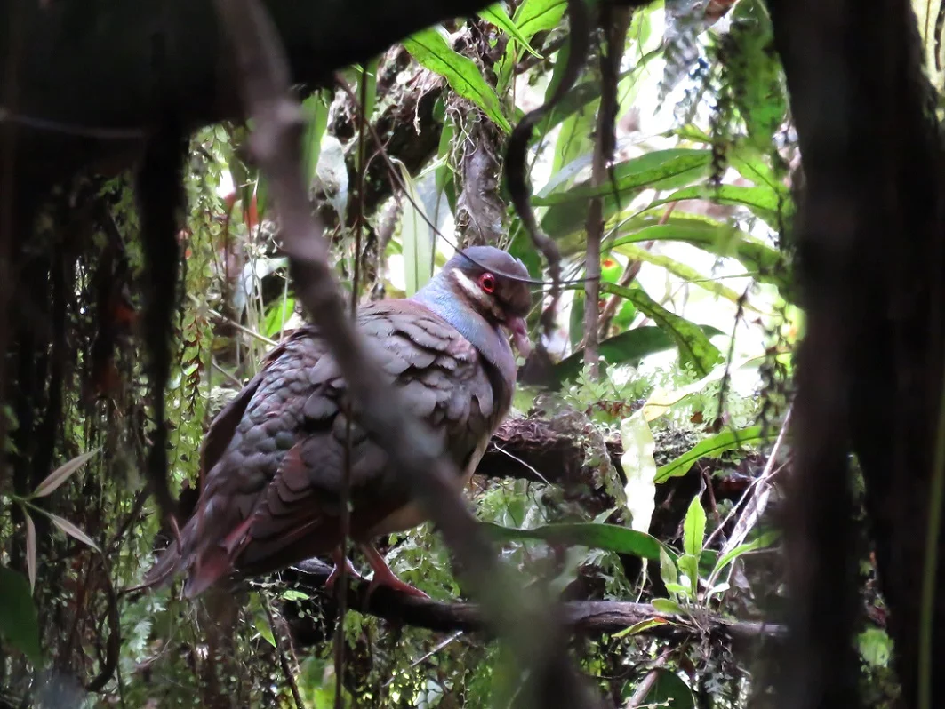 We had terrific views of this Bridled Quail Dove - tucked away amongst the vegetation (Photo by Birding the Islands client Steve Kornfeld)