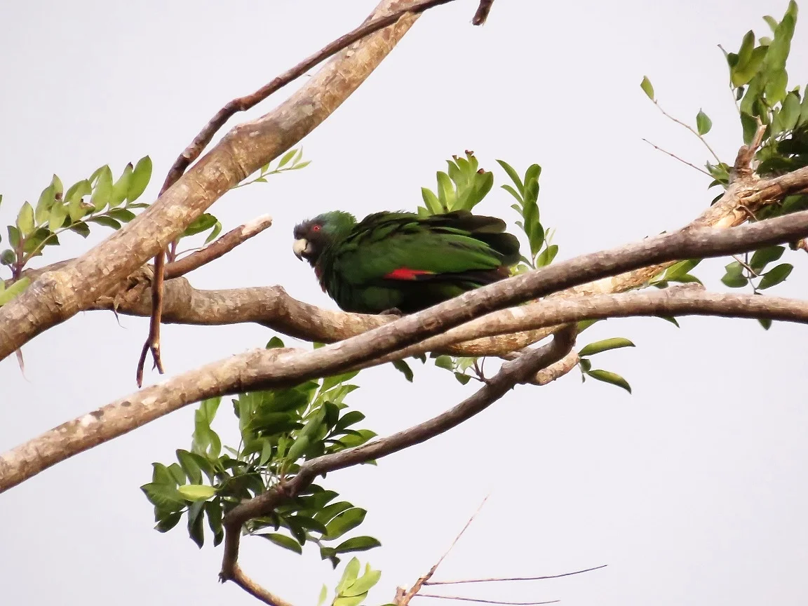 Trip Reports Birding The Islands