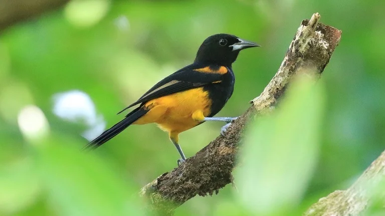 The splendid St.Lucia Oriole (photo© Birding the Islands co-leader Keith Clarkson)